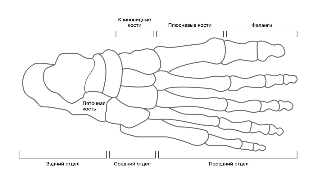 схема стопы.jpg схема стопы.jpg